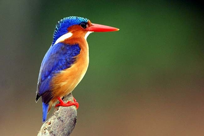 Malachite Kingfisher in Tanzania in Tanzania